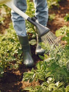 Young woman harvesting fresh seedlings. Lady in a hat. Girl in a garden.