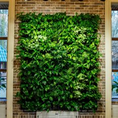 Green wall made of flowerpots indoors. Eco-wall in the room.